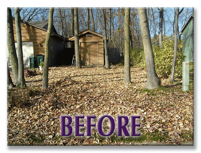 Before and After Fall Leaf Clean-Up
